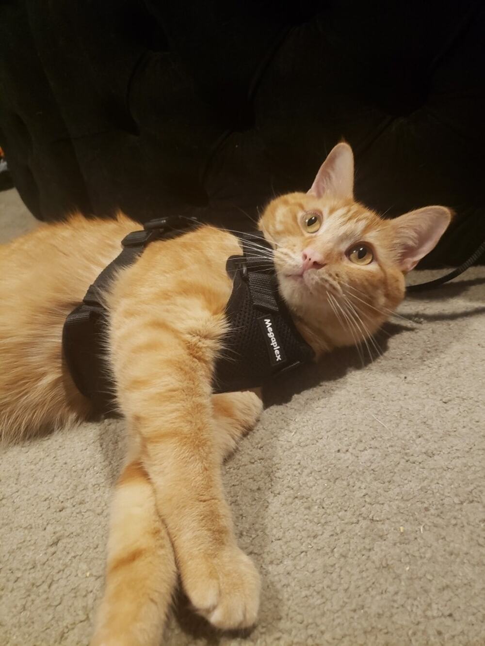 Cat Harness and Leash Dog Harness Size Small Black Megaplex
